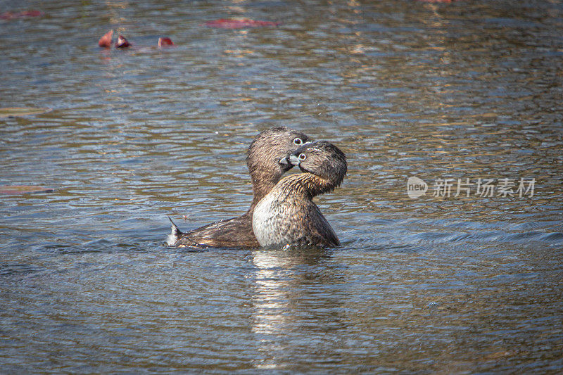 一对黄嘴鸊鷉，(Podilymbus podiceps)，一对足嘴鸊鷉，美洲鸊鷉。